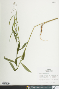 Borodinia canadensis image