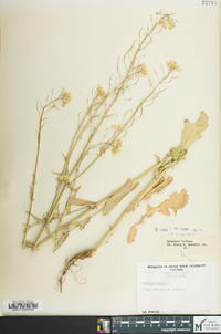 Brassica rapa var. rapa image