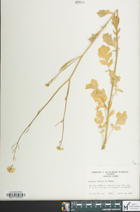 Brassica juncea image