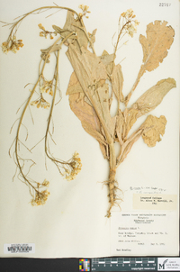 Brassica rapa var. rapa image