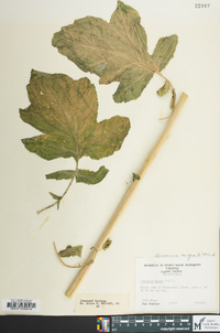 Brassica nigra image