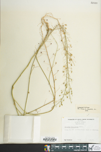 Camelina microcarpa image