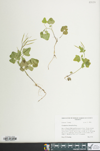 Cardamine clematitis image