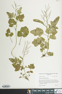 Cardamine clematitis image