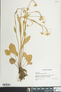 Cardamine bulbosa image