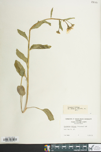 Cardamine bulbosa image