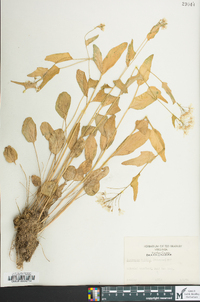 Cardamine bulbosa image