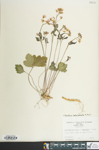 Cardamine angustata image