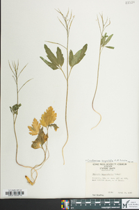 Cardamine angustata image