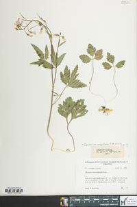 Cardamine angustata image