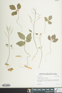 Cardamine angustata image