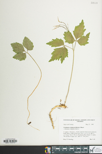 Cardamine diphylla image