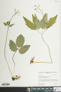 Cardamine diphylla image