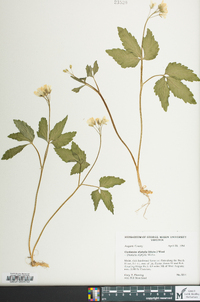 Cardamine diphylla image