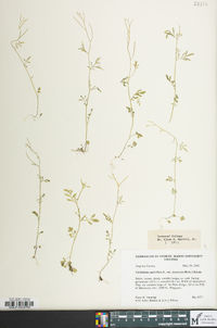 Cardamine parviflora image