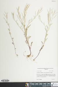 Cardamine parviflora image