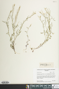 Cardamine parviflora image