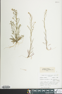 Cardamine parviflora image