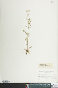 Cardamine parviflora image