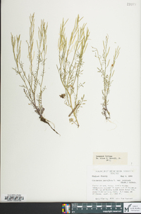 Cardamine parviflora image