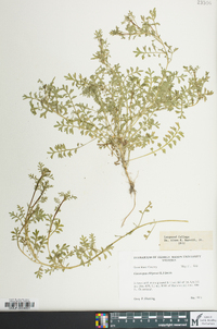 Lepidium didymum image