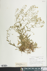 Draba ramosissima image