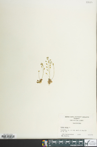 Draba verna image