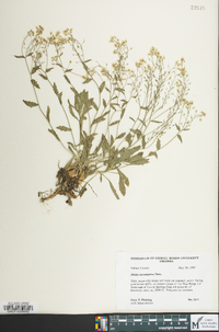 Draba ramosissima image