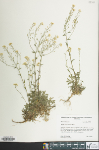 Draba ramosissima image