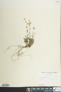 Draba ramosissima image