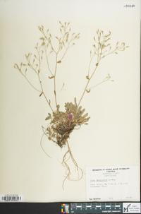 Draba ramosissima image