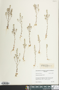 Draba brachycarpa image