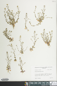 Draba brachycarpa image