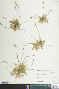 Teesdalia nudicaulis image