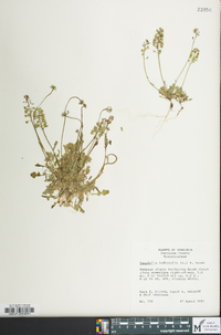 Teesdalia nudicaulis image