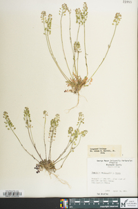 Teesdalia nudicaulis image