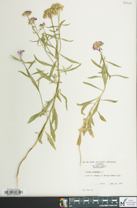 Iberis umbellata image