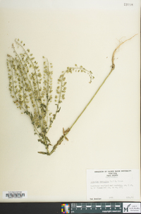 Lepidium campestre image