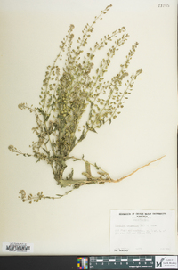 Lepidium campestre image