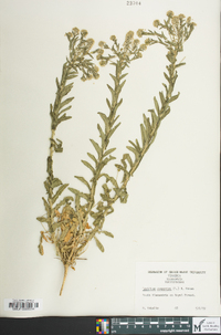 Lepidium campestre image