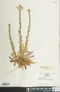 Lepidium campestre image