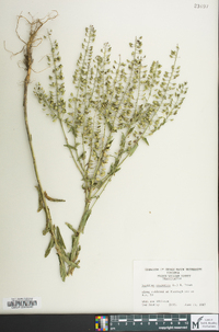 Lepidium campestre image