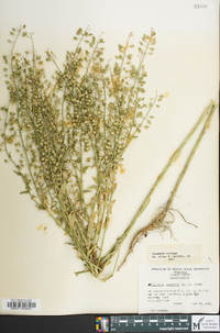 Lepidium campestre image