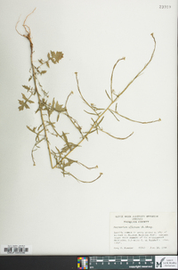 Sisymbrium officinale image