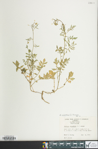 Rorippa sylvestris image