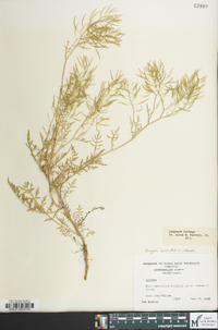 Rorippa sylvestris image