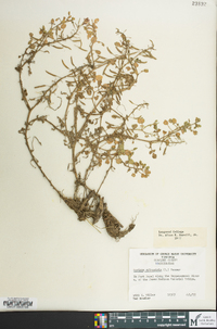 Rorippa sylvestris image