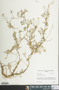 Rorippa sylvestris image