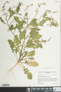 Rorippa sessiliflora image