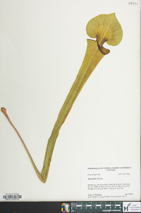 Sarracenia flava image